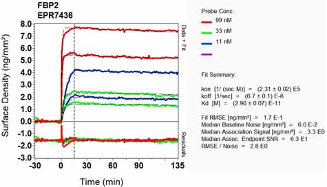 OI-RD Scanning - Anti-FBP2 antibody [EPR7436] - BSA and Azide free (AB248391), expandable thumbnail