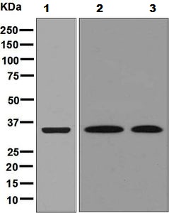 Western blot - Anti-FBP2 antibody [EPR7436] - BSA and Azide free (AB248391), expandable thumbnail
