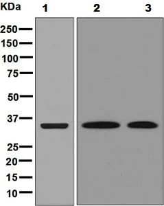 Western blot - Anti-FBP2 antibody [EPR7436] - BSA and Azide free (AB248391)