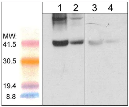 Western blot - Anti-Fbx32 antibody (AB157596)