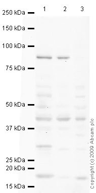 Western blot - Anti-Fbx32 antibody (AB74023)