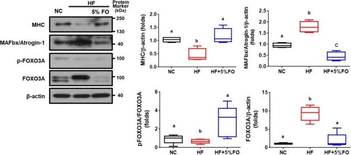 Western blot - Anti-Fbx32 antibody (AB74023)