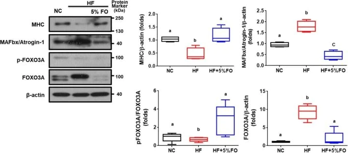 Western blot - Anti-Fbx32 antibody (AB74023)