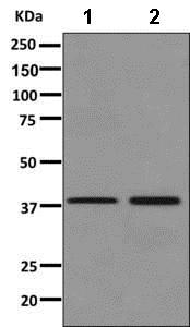 Western blot - Anti-Fbx32 antibody [EPR9148(2)] (AB168372), expandable thumbnail