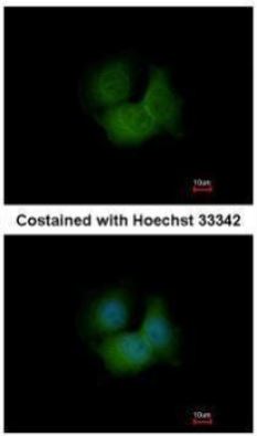 Immunocytochemistry/ Immunofluorescence - Anti-FBXL16 antibody (AB272898)