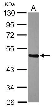 Western blot - Anti-FBXL16 antibody (AB272898)