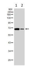 Western blot - Anti-FBXL17 antibody (AB111683)