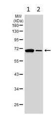 Western blot - Anti-FBXL17 antibody (AB111683)