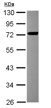 Western blot - Anti-FBXL17 antibody (AB111683), expandable thumbnail