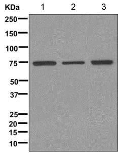 Western blot - Anti-FBXL19 antibody [EPR11957] (AB172961)