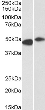 Western blot - Anti-FBXL2 antibody (AB17018)