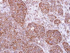 Immunohistochemistry (Formalin/PFA-fixed paraffin-embedded sections) - Anti-FBXL2 antibody - N-terminal (AB153842)
