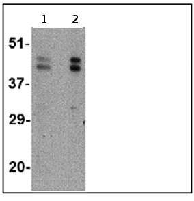 Western blot - Anti-FBXL20 antibody (AB67232), expandable thumbnail