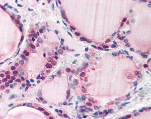 Immunohistochemistry (Formalin/PFA-fixed paraffin-embedded sections) - Anti-FBXL3 antibody (AB115515)