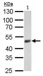 Western blot - Anti-FBXL3 antibody (AB96645)
