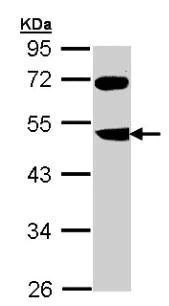 Western blot - Anti-FBXL3 antibody (AB96645)