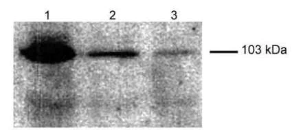 Western blot - Anti-FBXO11 antibody (AB181801)