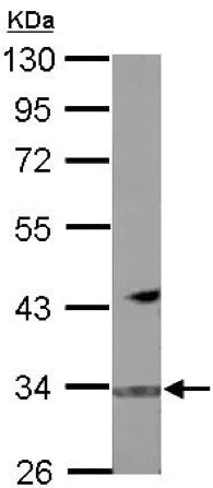 Western blot - Anti-FBXO16 antibody (AB151964)