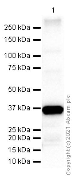 Western blot - Anti-FBXO2 antibody [EPR7328(2)] - BSA and Azide free (AB248628)