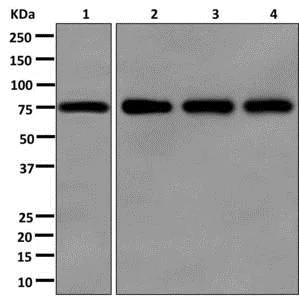 Western blot - Anti-FBXO21 antibody [EPR13163] - BSA and Azide free (AB250120)