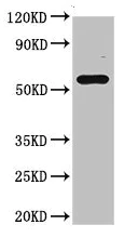 Western blot - Anti-FBXO3 antibody (AB224603)