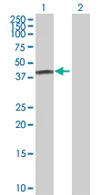 Western blot - Anti-FBXO31 antibody (AB68067)