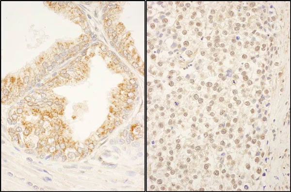 Immunohistochemistry (Formalin/PFA-fixed paraffin-embedded sections) - Anti-FBXO38 antibody (AB87729)