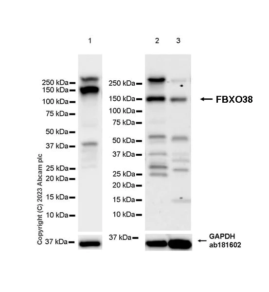Western blot - Anti-FBXO38 antibody [EPR27363-29] (AB309145)