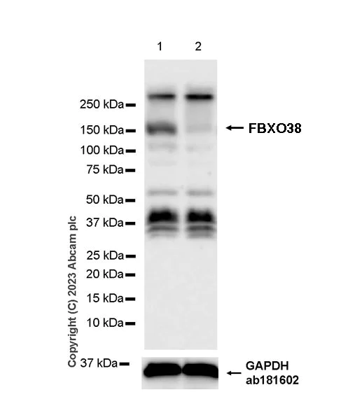 Western blot - Anti-FBXO38 antibody [EPR27363-29] - BSA and Azide free (AB309146)