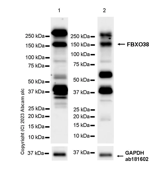 Western blot - Anti-FBXO38 antibody [EPR27363-29] - BSA and Azide free (AB309146)