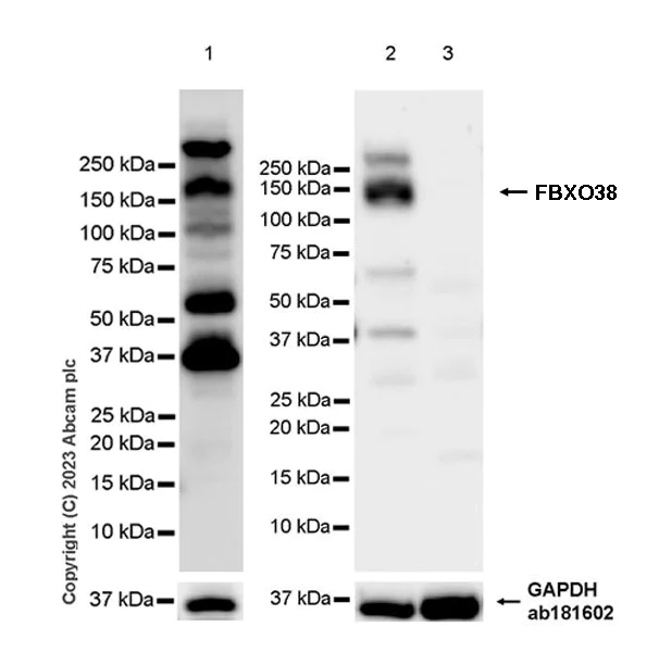 Western blot - Anti-FBXO38 antibody [EPR27363-29] - BSA and Azide free (AB309146)