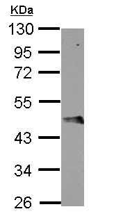 Western blot - Anti-FBXO4/FBX4 antibody (AB153803)