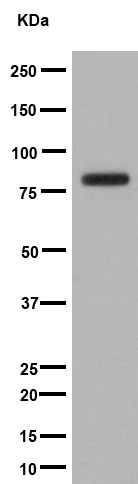 Western blot - Anti-FBXO40 antibody [EPR15005-34] (AB194362)