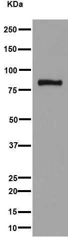 Western blot - Anti-FBXO40 antibody [EPR15005-34] (AB194362)