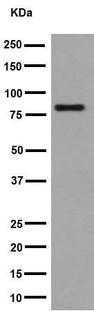 Western blot - Anti-FBXO40 antibody [EPR15005-34] (AB194362)