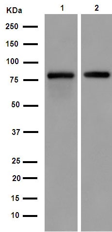 Western blot - Anti-FBXO40 antibody [EPR15005] (AB190688), expandable thumbnail