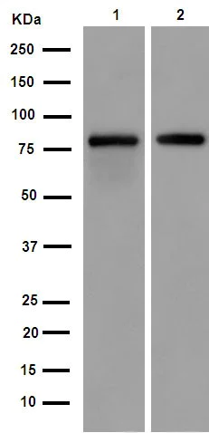Western blot - Anti-FBXO40 antibody [EPR15005] (AB190688)