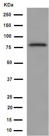 Western blot - Anti-FBXO40 antibody [EPR15005] (AB190688)