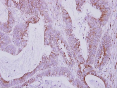 Immunohistochemistry (Formalin/PFA-fixed paraffin-embedded sections) - Anti-FbxO6 antibody (AB153853)