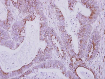 Immunohistochemistry (Formalin/PFA-fixed paraffin-embedded sections) - Anti-FbxO6 antibody (AB153853)