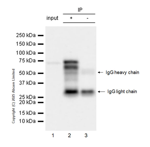 Immunoprecipitation - Anti-FBXO7 antibody [EPR29658-670] (AB324143), expandable thumbnail