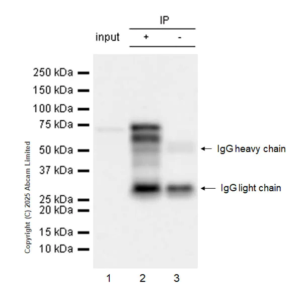 Immunoprecipitation - Anti-FBXO7 antibody [EPR29658-670] (AB324143)