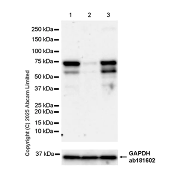 Western blot - Anti-FBXO7 antibody [EPR29658-670] (AB324143)