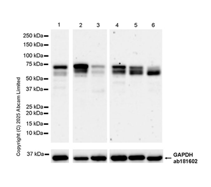 Western blot - Anti-FBXO7 antibody [EPR29658-670] (AB324143), expandable thumbnail