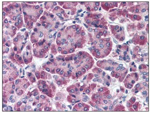 Immunohistochemistry (Formalin/PFA-fixed paraffin-embedded sections) - Anti-FBXO9 antibody (AB115521)