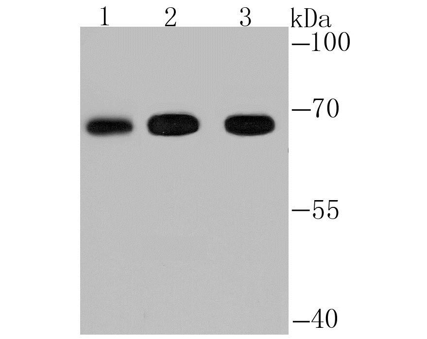 Western blot - Anti-Fbxw7 antibody (AB192328)