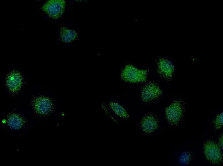 Immunocytochemistry/ Immunofluorescence - Anti-Fbxw7 Antibody (AB317368)