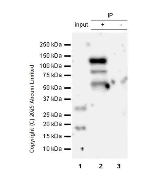 Immunoprecipitation - Anti-FBXW7 antibody [EPR25306-266] (AB325271)