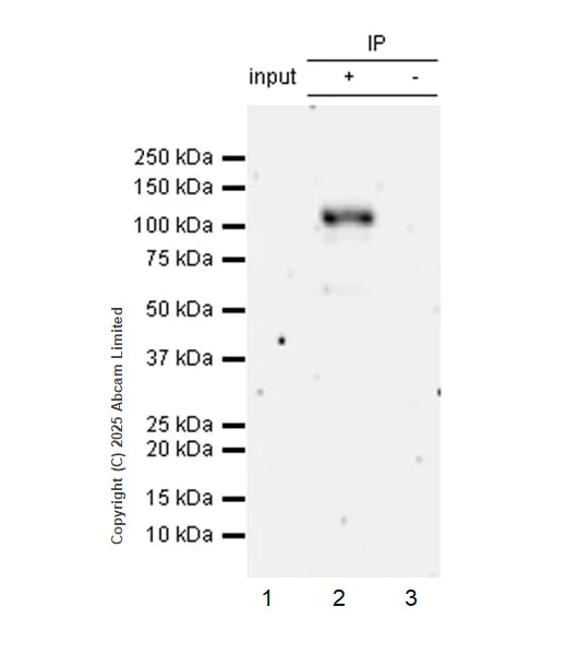 Immunoprecipitation - Anti-FBXW7 antibody [EPR25306-266] (AB325271)