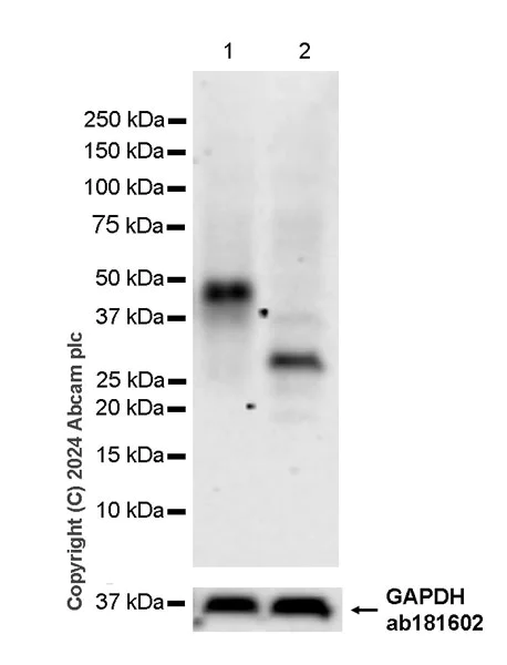 Western blot - Anti-Fc epsilon RI/FCER1A antibody [EPR28402-78] - BSA and Azide free (AB316200)
